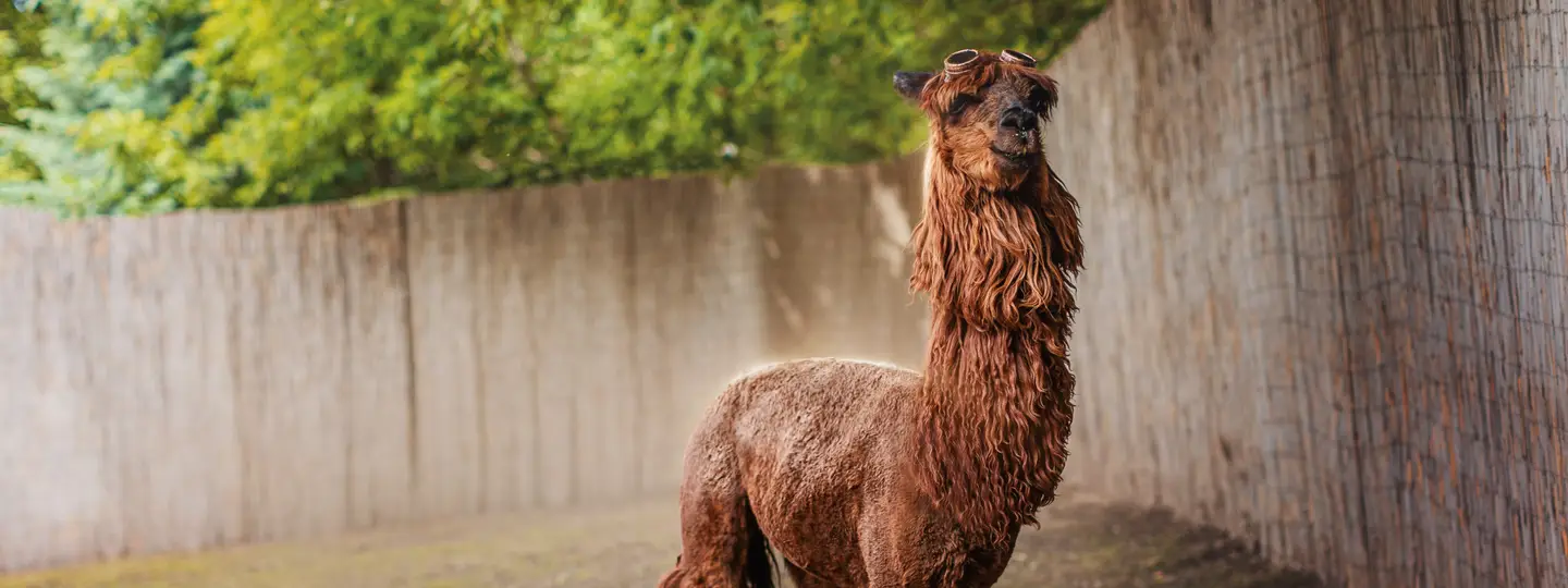 Alpaca Park
