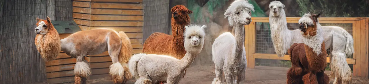 Alpaca Park | Отличия альпака и ламы