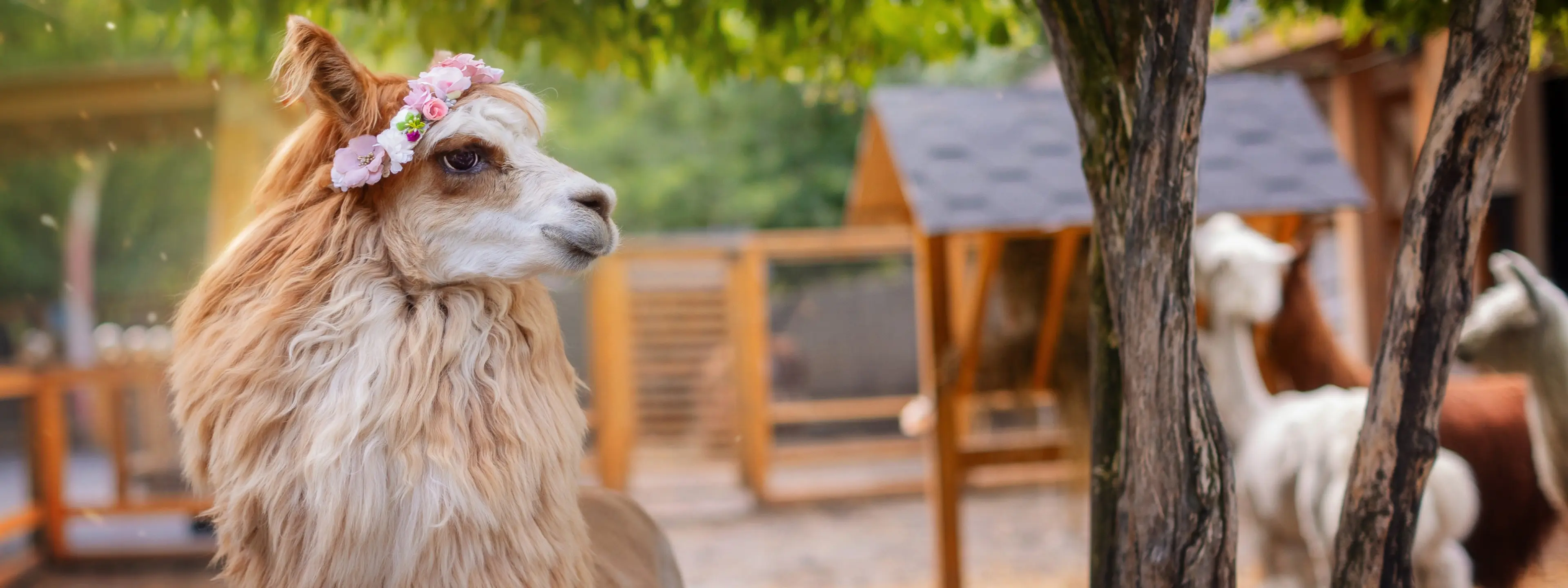 Кормить онлайн - Alpaca Park