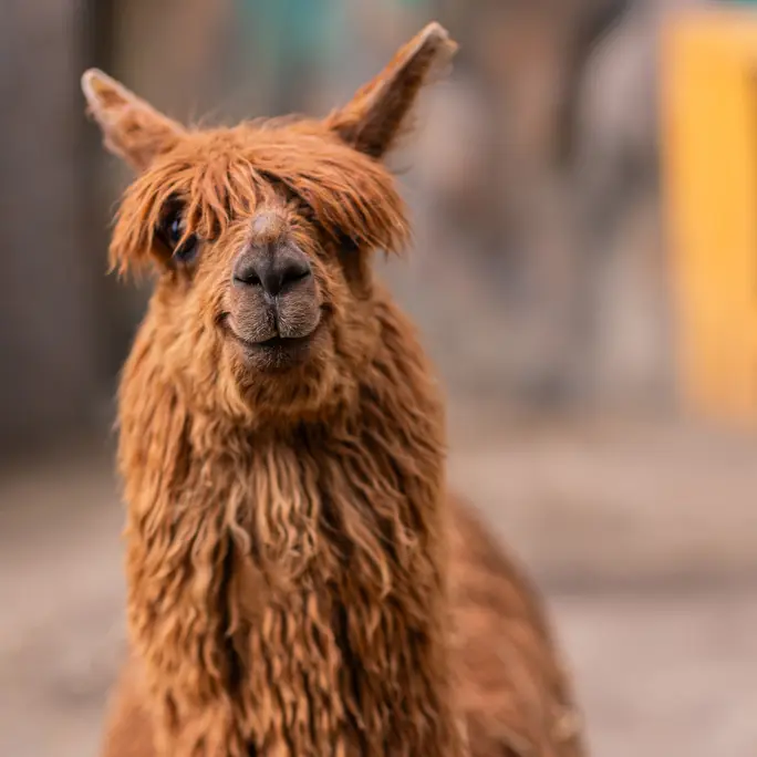 Альпака Парк в Московском зоопарке - Alpaca Park