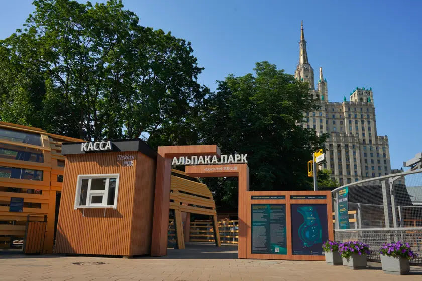 Альпака Парк в Московском зоопарке - Alpaca Park